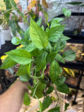 Epipremnum Cebu Mint 6”