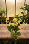 Epipremnum Diamond Pothos