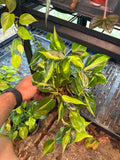 Philodendron Brasil 6"