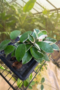 Hoya Krimson Queen 4"