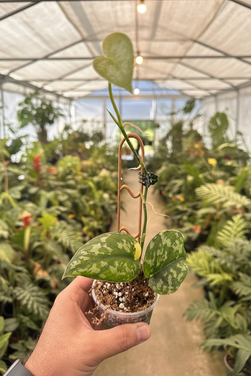 Scindapsus Maharlika