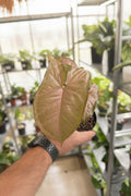 Syngonium Neon Pink