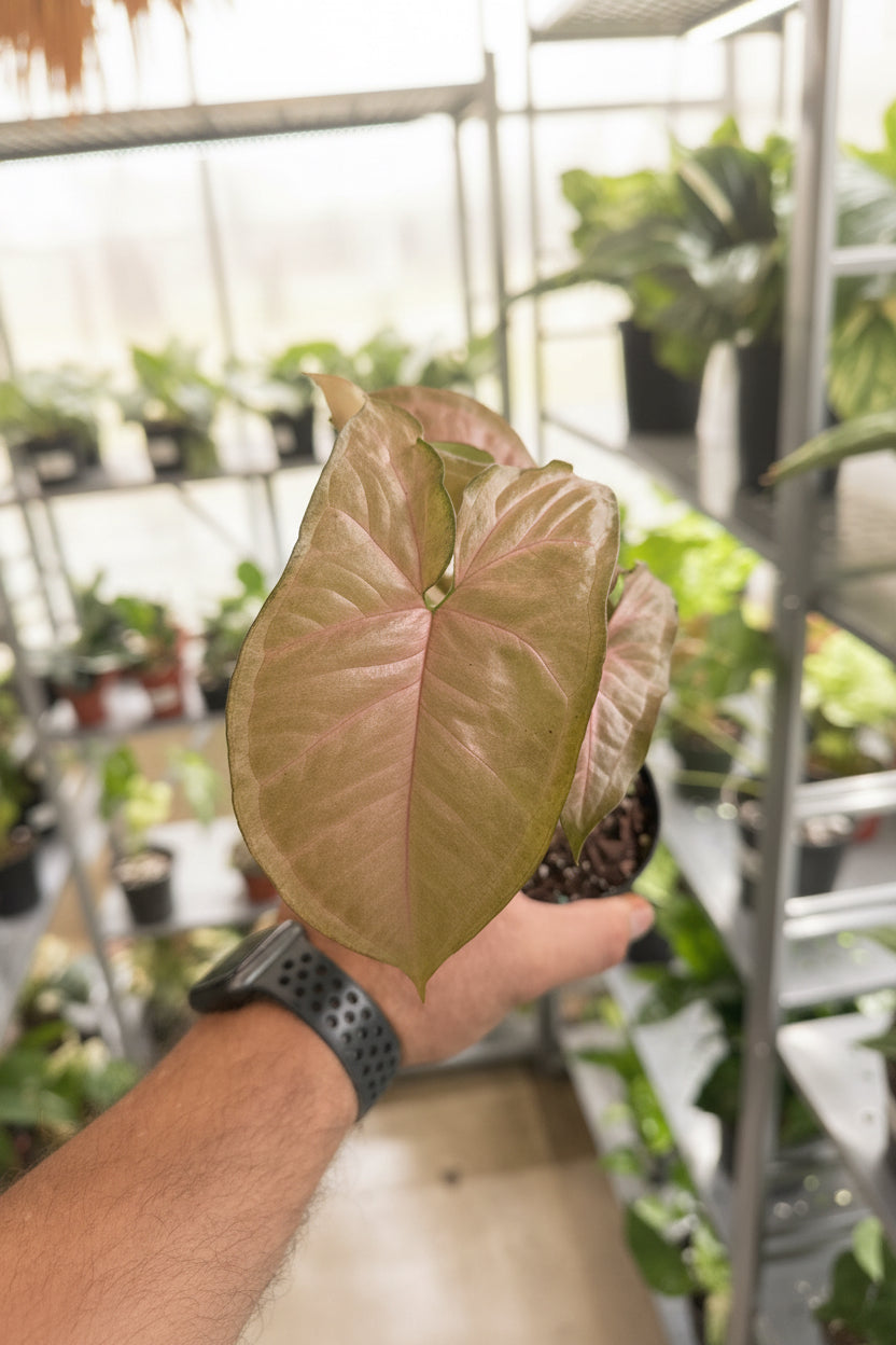 Syngonium Neon Pink