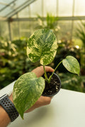 Monstera Creme Brulee 3”