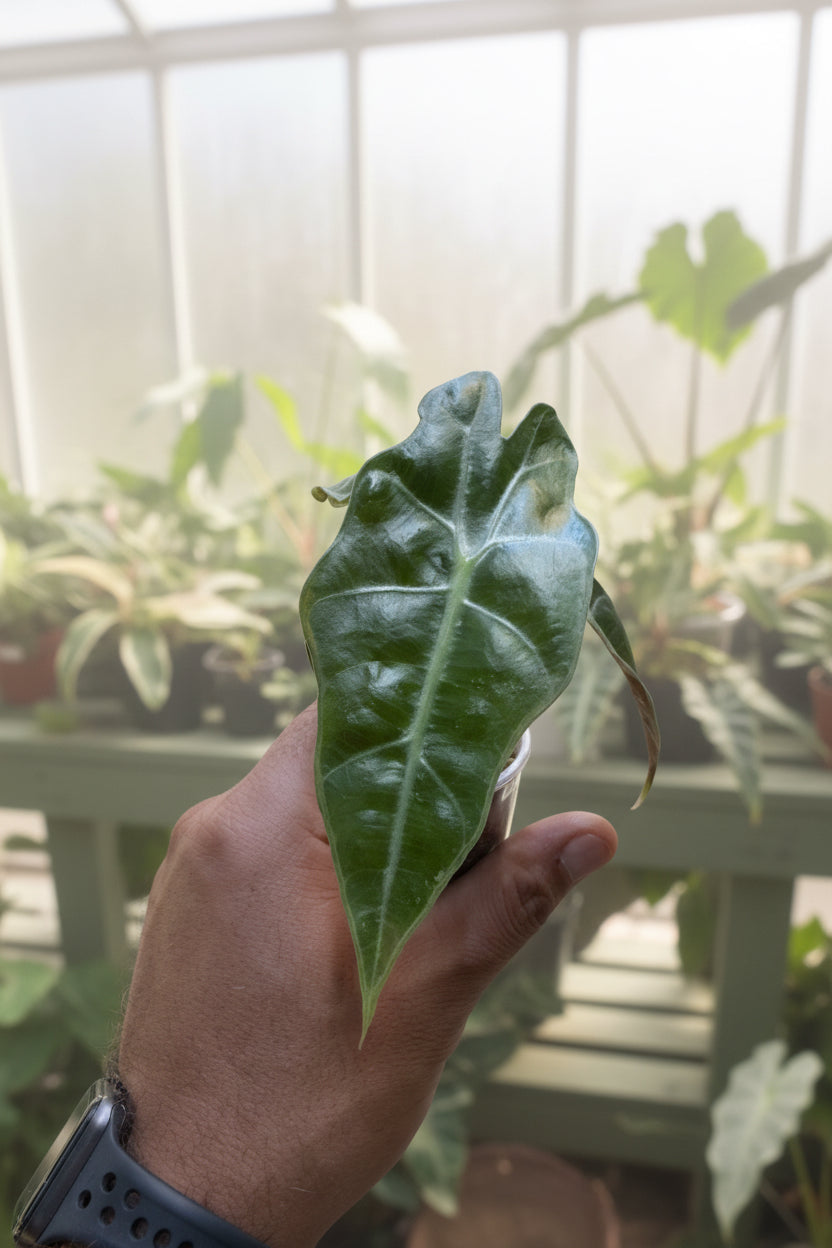 Alocasia Polly 2”