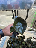 Alocasia Cuprea 4"