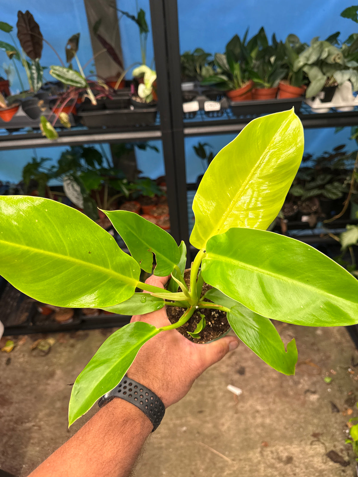 Philodendron Moonlight 4"