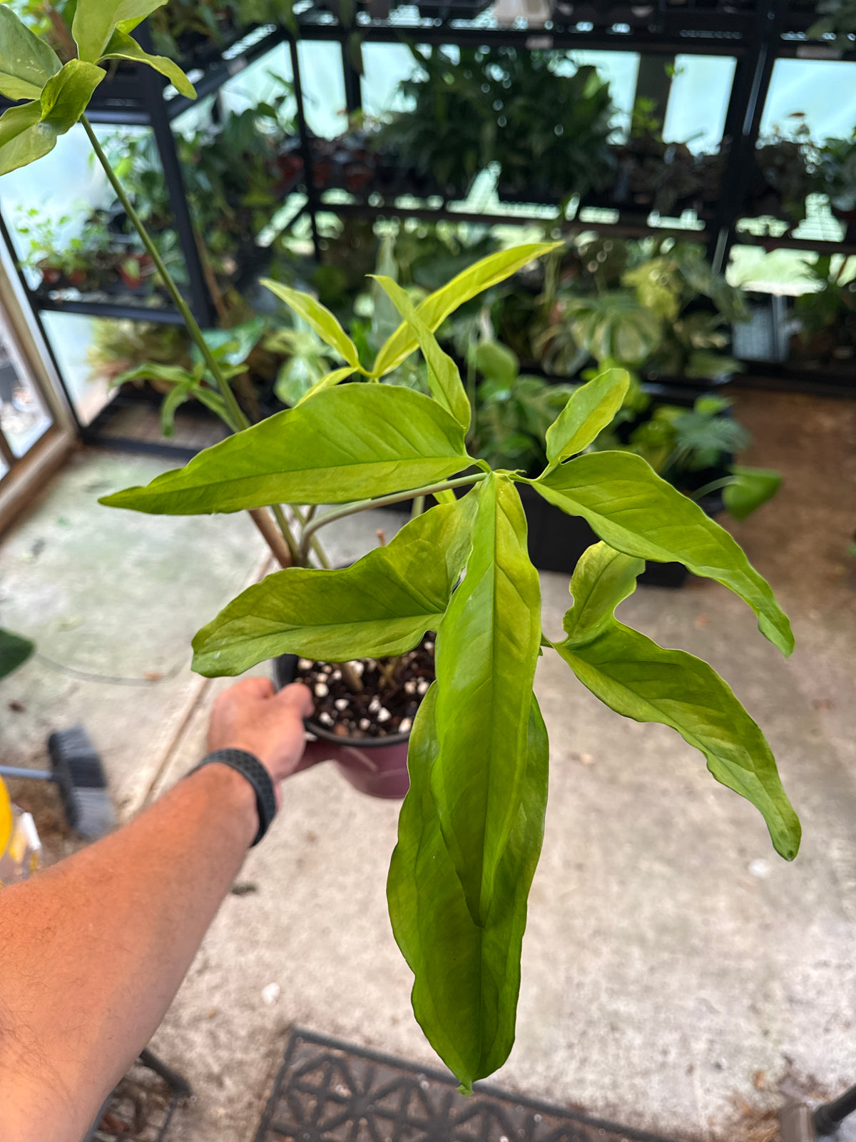 Syngonium Angustatum Large