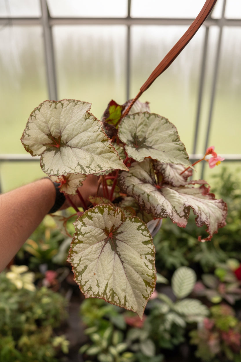 Begonia Butterscotch 6” HB
