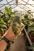 Alocasia Azlanii Orange Mint 3”