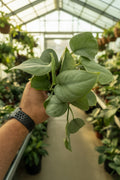 Scindapsus Platinum