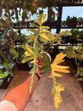 Philodendron FL Beauty x Mayoi Fishbone