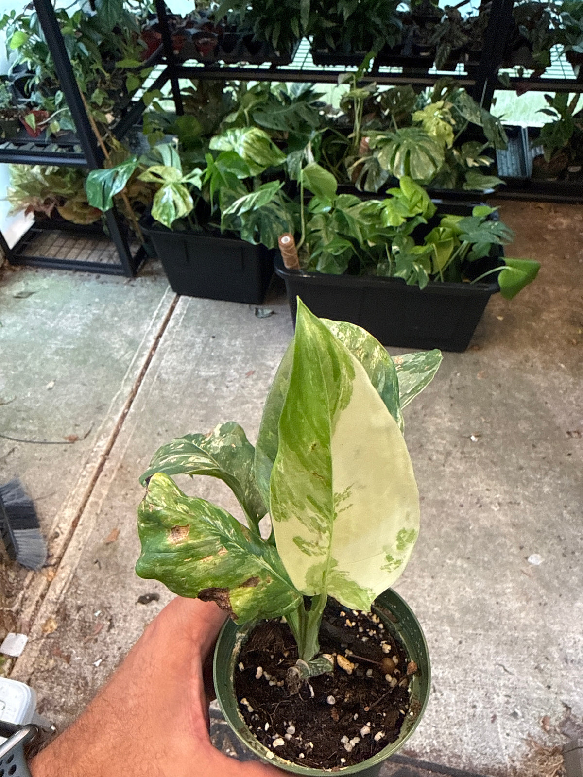 Monstera Lechleriana 4”