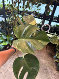 Monstera Jungle Mint Low Color