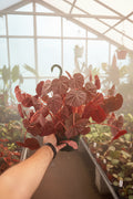Begonia Stormy Sunset 8” HB