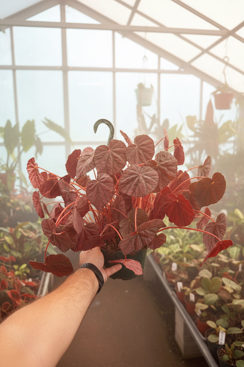 Begonia Stormy Sunset 8” HB