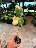 Philodendron FL Beauty x Paraiso Verde
