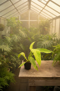 Philodendron Caulkins Gold