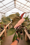 Philodendron Pink Princess