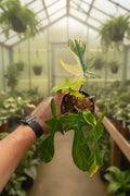 Philodendron FL Beauty