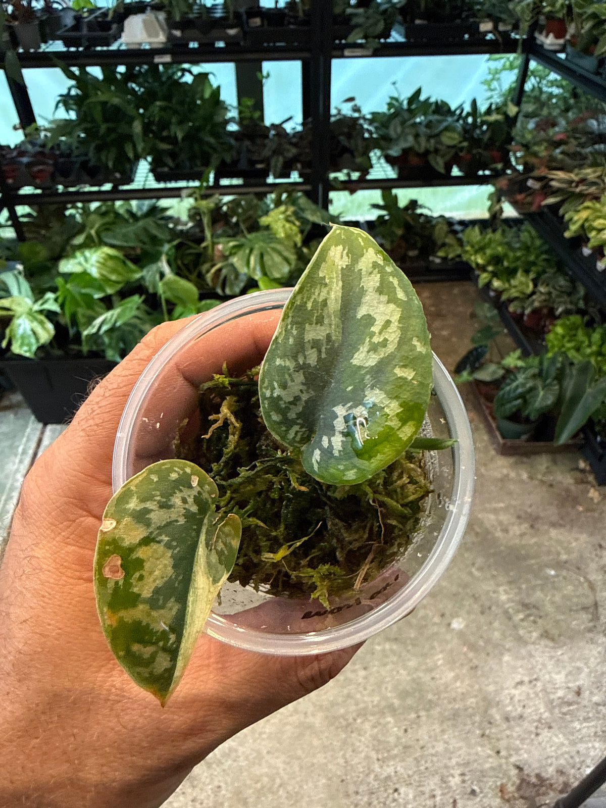 Scindapsus Mayari