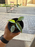 Philodendron Silver Sword 3”