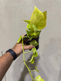Epipremnum Champs Elysees 4”