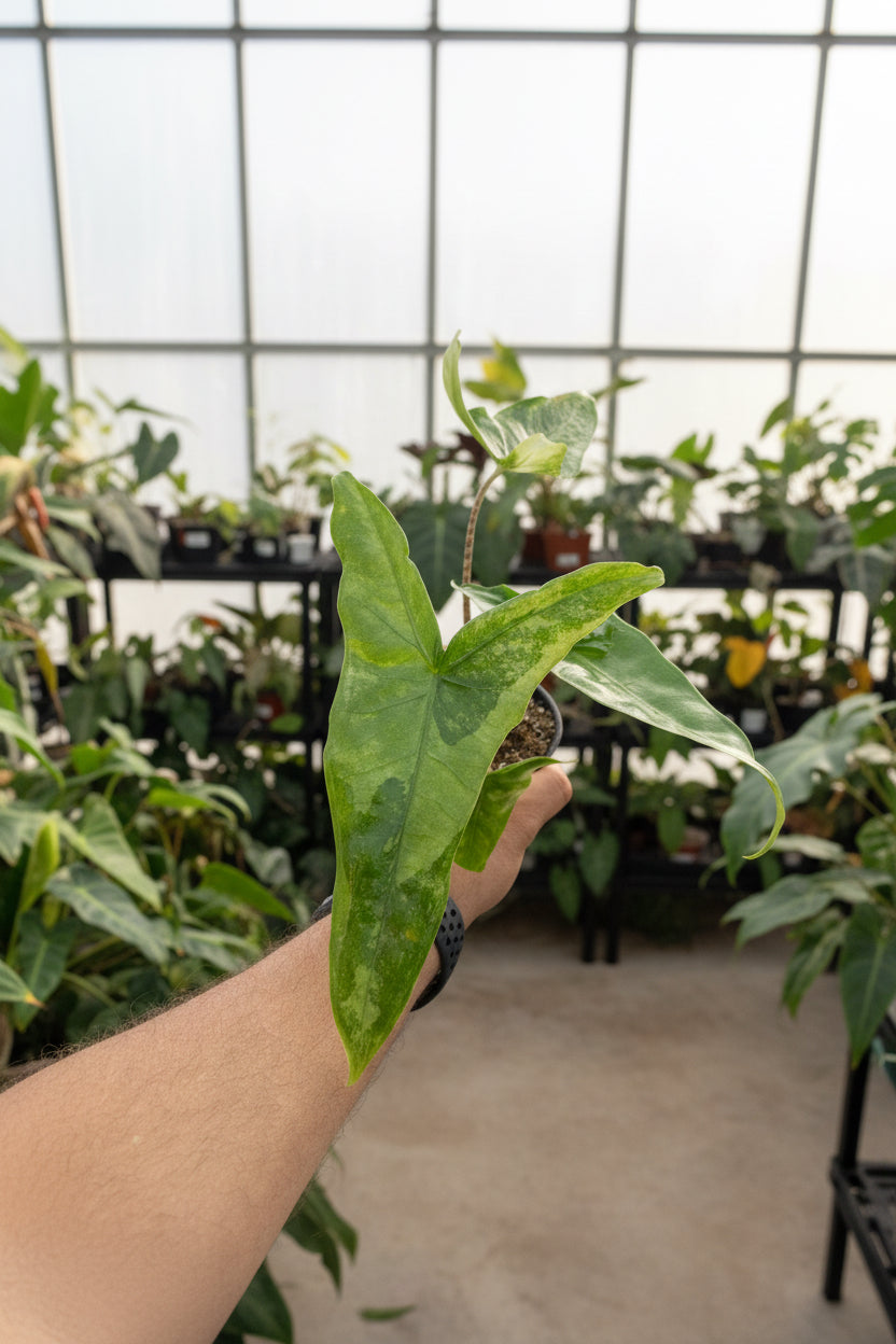 Alocasia Tigrina Superba Variegated