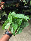 Syngonium Panda Galaxy 4”