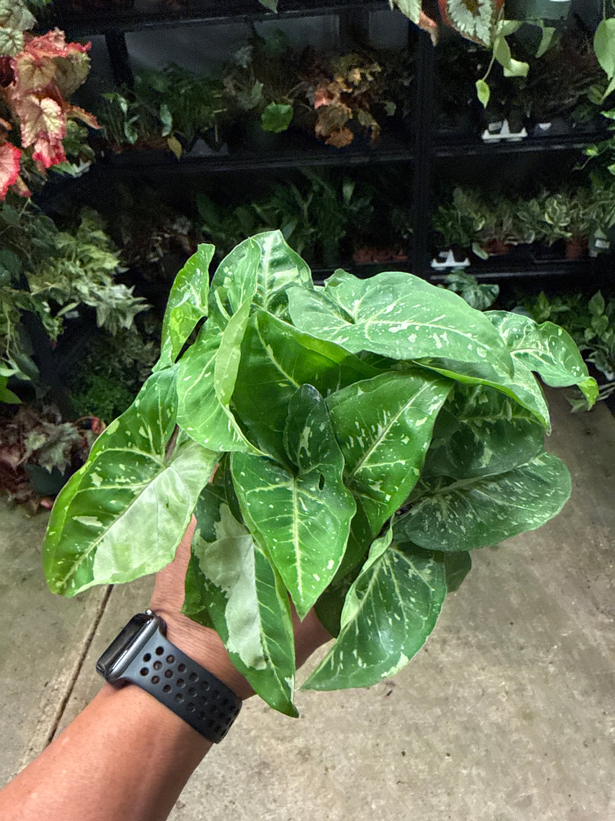 Syngonium Panda Galaxy 4”