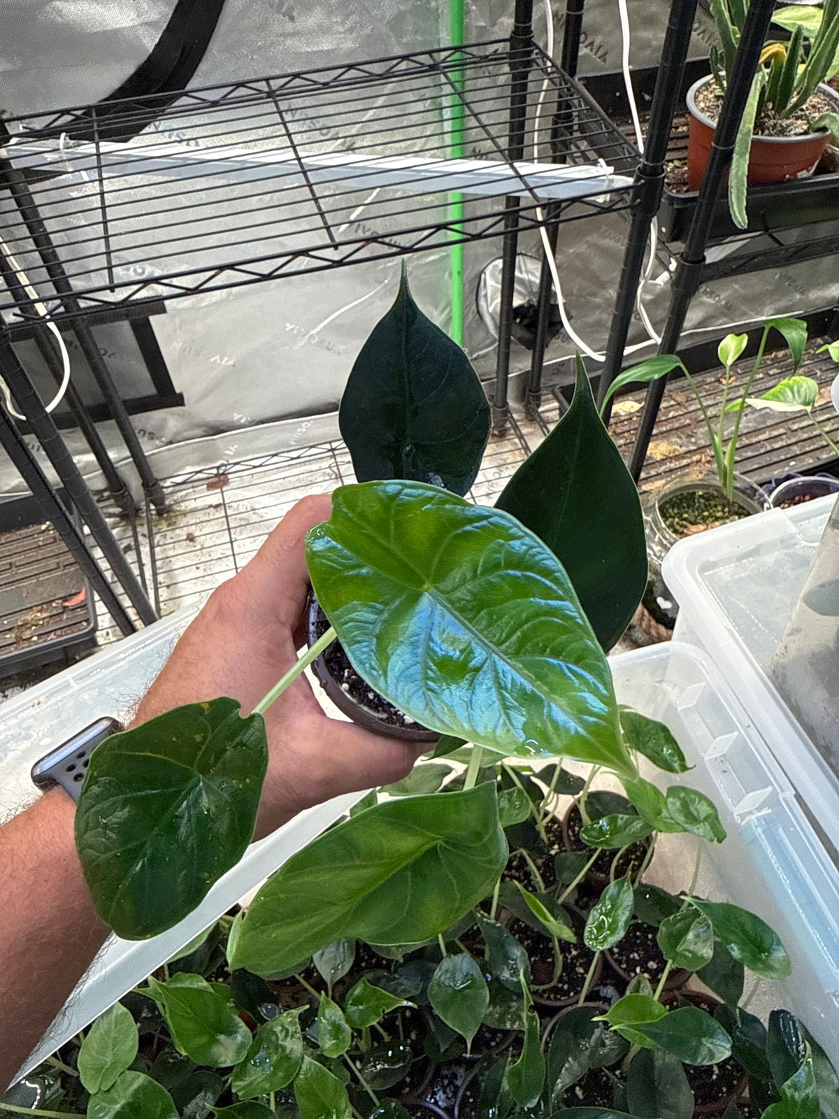 Alocasia Green Unicorn