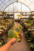 Begonia cucullata ‘Aurea’
