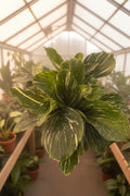 Kaempferia Variegated 6”