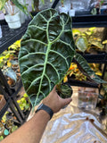 Alocasia Watsoniana