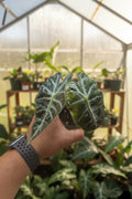 Alocasia Amazonica Polly Variegated