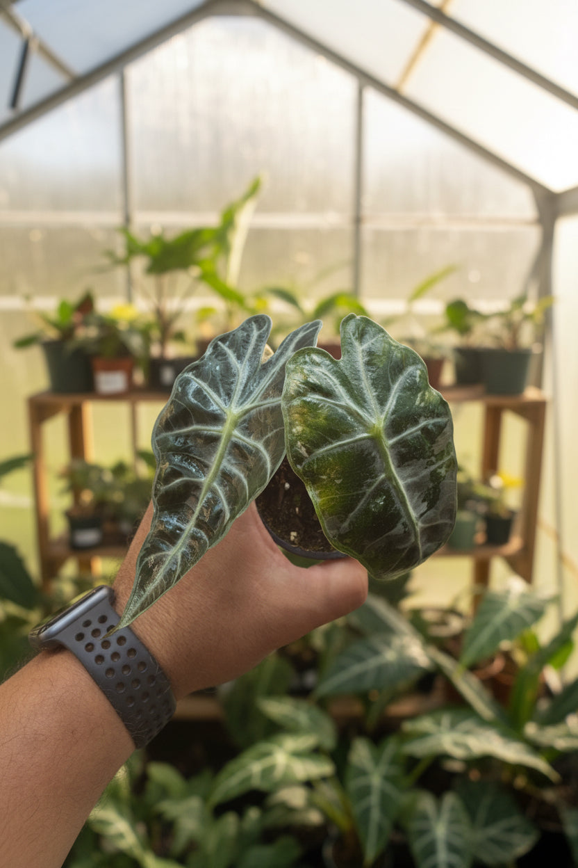 Alocasia Amazonica Polly Variegated