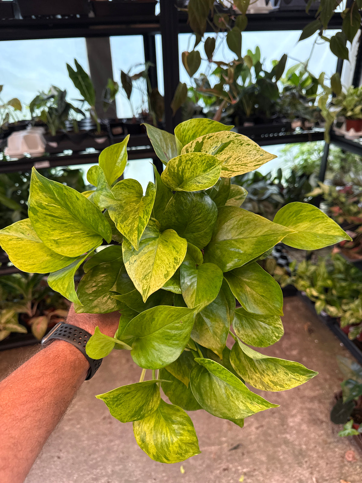 Epipremnum Jessenia Bright 5”