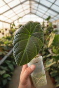Alocasia Maharani 3”