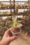 Scindapsus Peasun