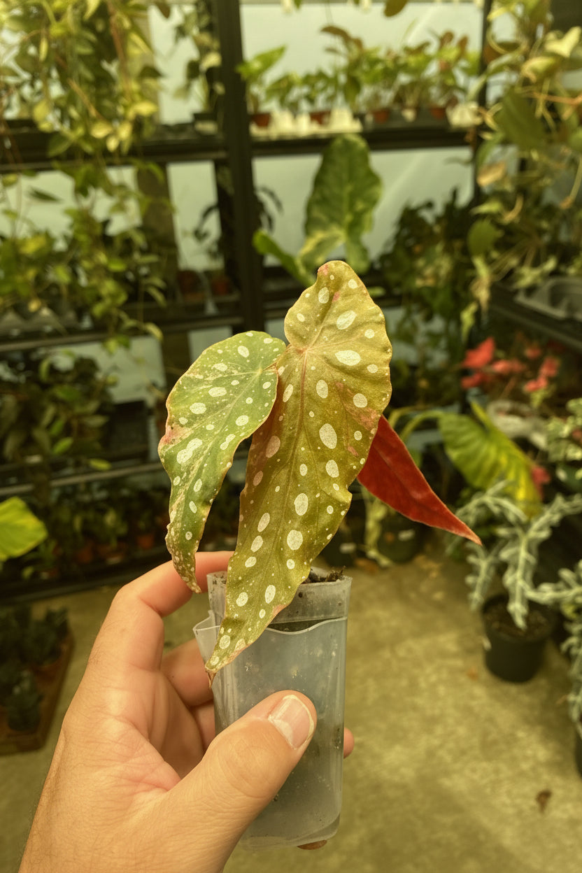 Begonia Pink Maculata 2”
