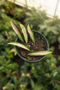 Hoya Wayetti 4"