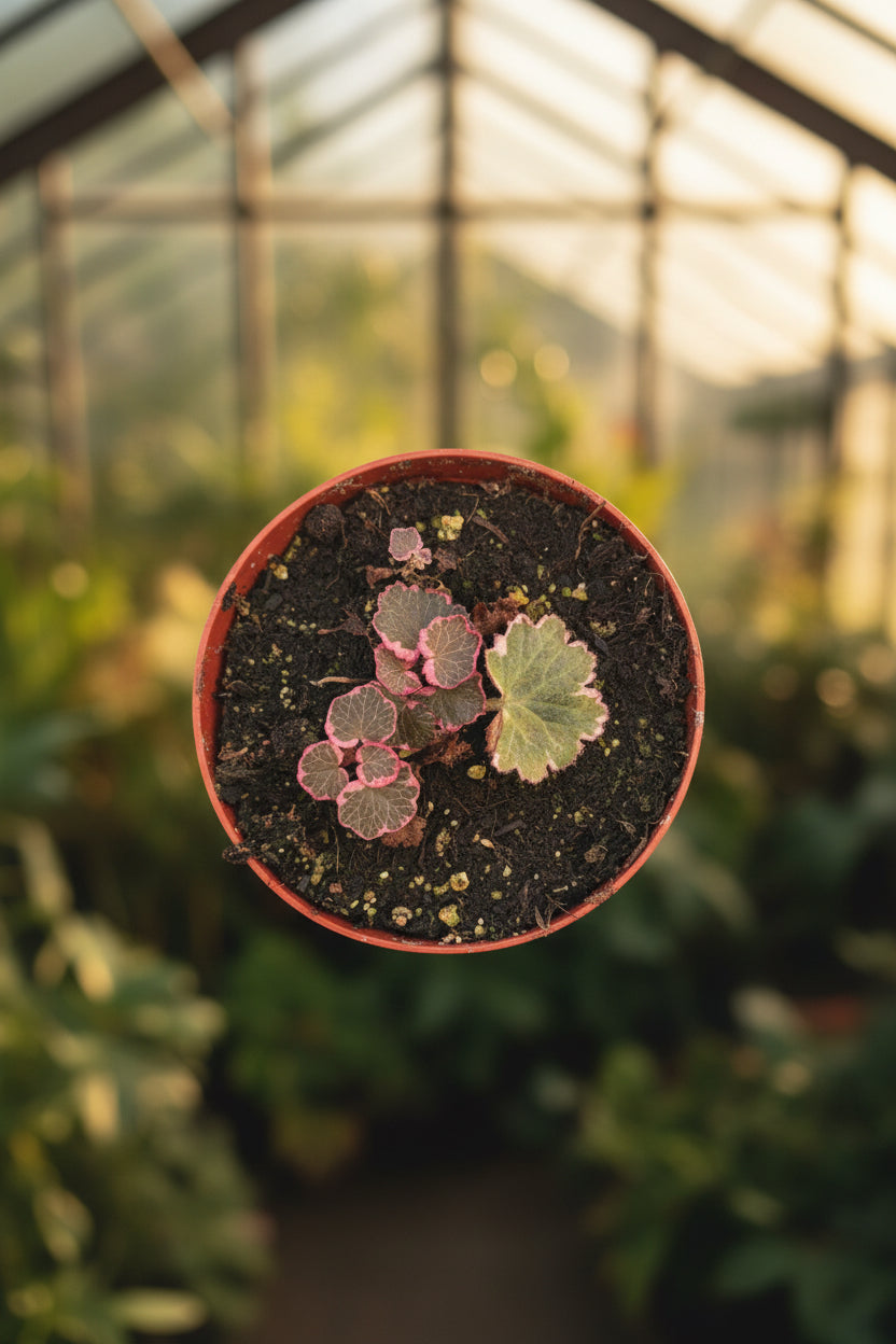 Variegated Strawberry Begonia 4"