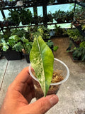 Alocasia Simpo Albo 3”