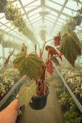 Begonia Rhizo 8” HB
