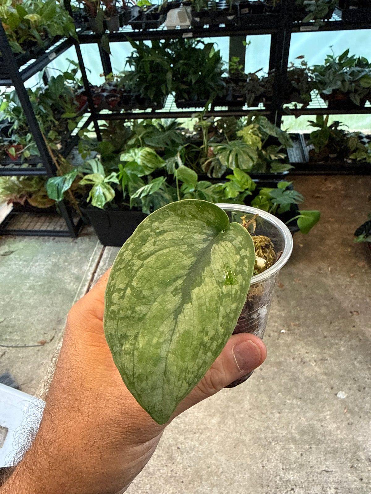 Scindapsus Albo Cloud Sundara
