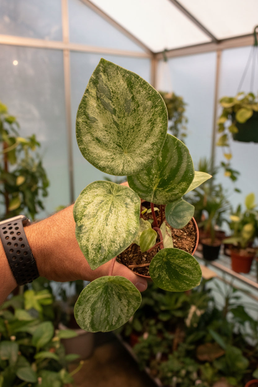 Watermelon Peperomia Variegated – Peperomia argyreia ‘Variegata’