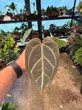 Anthurium Crystal Mag x Open