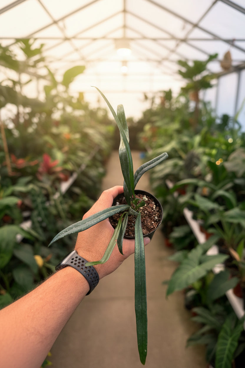 Microsorum Blue Oil Fern