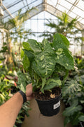 Syngonium Panda Galaxy 6”