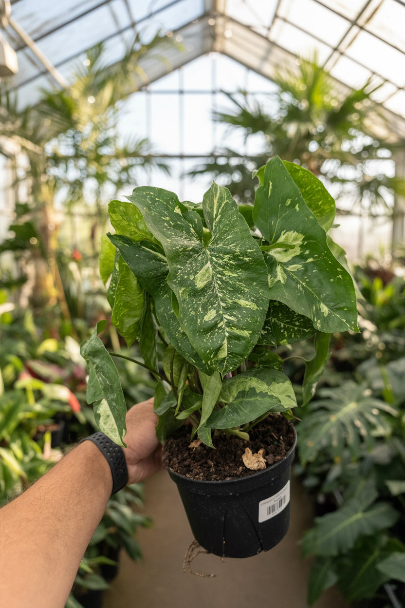 Syngonium Panda Galaxy 6”